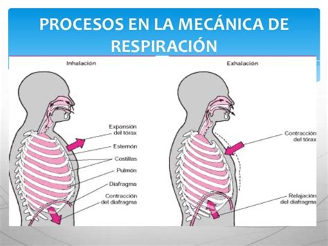 21.5: Mecánica de la Respiración .